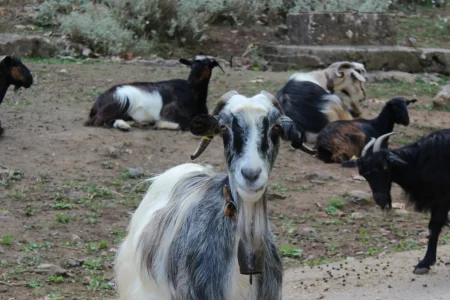 Chania Guided Tours - Cretan Goats on a Gorge