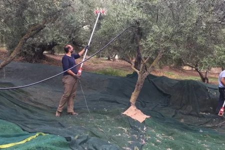 Wintertour zum Olivenpflücken in Chania