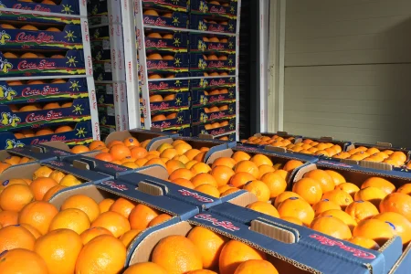 Συλλογή Πορτοκαλιών & Βιολογικών Φρούτων – Χειμερινή Εκδρομή στα Χανιά